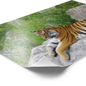 Siberische Tijger Rustend op een Rots Foto Afdruk (Hoek)