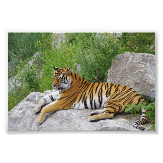 Siberische Tijger Rustend op een Rots Foto Afdruk (Voorkant)