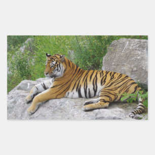 Siberische Tijger Rustend op een Rots Rechthoekige Sticker