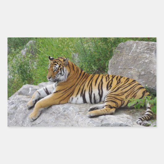 Siberische Tijger Rustend op een Rots Rechthoekige Sticker (Voorkant)