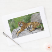Siberische Tijger Rustend op een Rots Rechthoekige Sticker (Envelop)