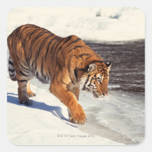 Siberische tijger vierkante sticker