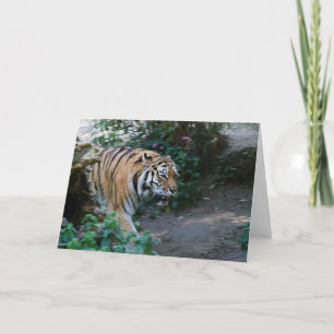 Siberische Tijger • Wenskaart Kaart