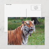 Siberische tijgerbriefkaart briefkaart (Voorkant / Achterkant)