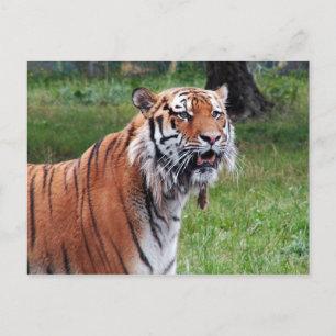 Siberische tijgerbriefkaart briefkaart