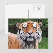 Siberische tijgerbriefkaart briefkaart (Voorkant / Achterkant)