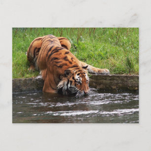 Siberische tijgerbriefkaart briefkaart