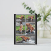 Siberische tijgerbriefkaart briefkaart (Staand voorkant)