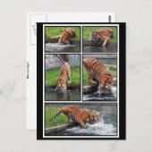 Siberische tijgerbriefkaart briefkaart (Voorkant / Achterkant)