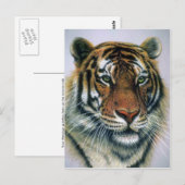 Siberische tijgerkop briefkaart (Voorkant / Achterkant)