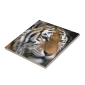 Siberische Tijgerliefhebbers Kunst Tegeltje (Zijkant)