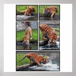 Siberische tijgerposter poster