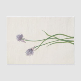 Siberische uien door Mary Vaux Walcott Tissuepapier