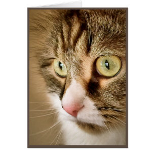 Siberische vizieren (blanco kaart)