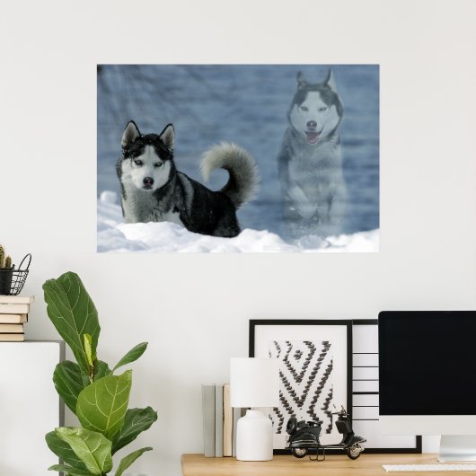 Sibirian Husky Poster (Thuiskantoor)