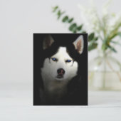 Sibirien Husky Briefkaart (Staand voorkant)