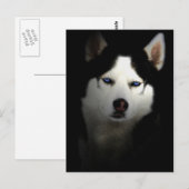 Sibirien Husky Briefkaart (Voorkant / Achterkant)