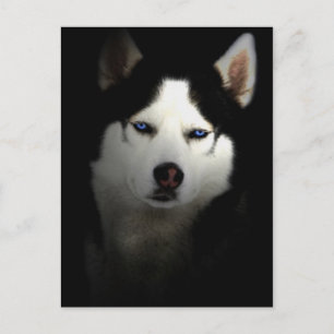 Sibirien Husky Briefkaart