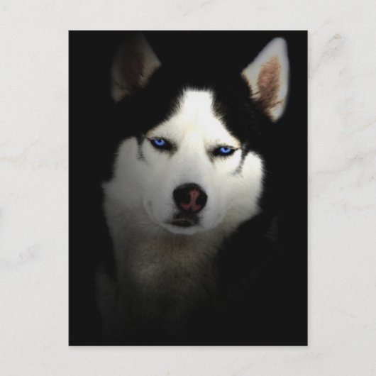 Sibirien Husky Briefkaart (Voorkant)