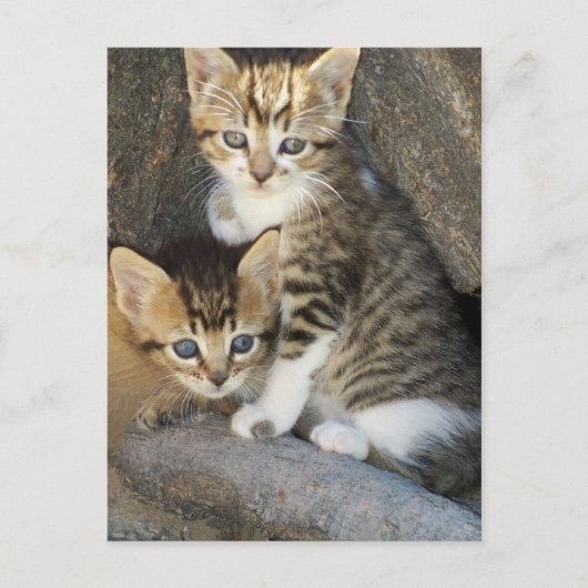 Siblings Briefkaart (Voorkant)