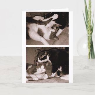 Siblings - Broers & Zusters Kaart