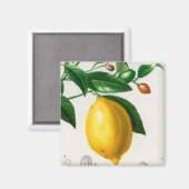 Siciliaanse citroen magneet (Voorkant / Achterkant)