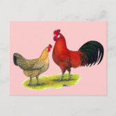 Sicilian Buttercup kippen Briefkaart (Voorkant)