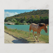 Sicilië Briefkaart (Voorkant)