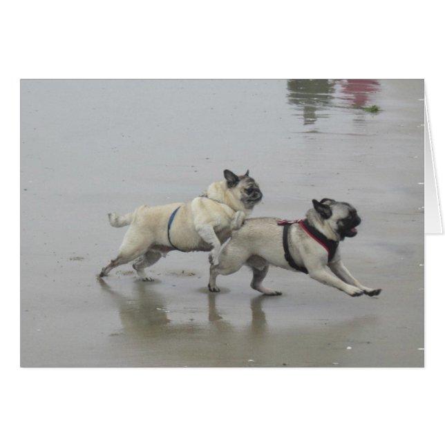 Sid Precious en Hemi bij Dog Beach, San Diego (Voorkant Horizontaal)