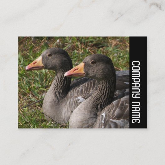 Side Band - Greylag Gese Visitekaartje (Voorkant)