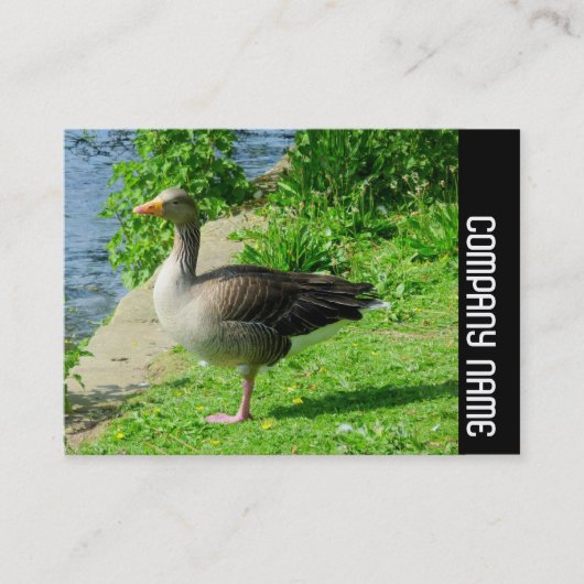 Side Band - Greylag Goose Visitekaartje (Voorkant)