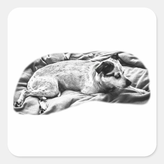 Side-Eye Snoozer met gevederde tonen Vierkante Sticker (Voorkant)