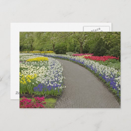 Sidewalk pathway through tulpen and daffodils, 2 briefkaart (Voorkant / Achterkant)