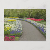 Sidewalk pathway through tulpen and daffodils, 2 briefkaart (Voorkant)