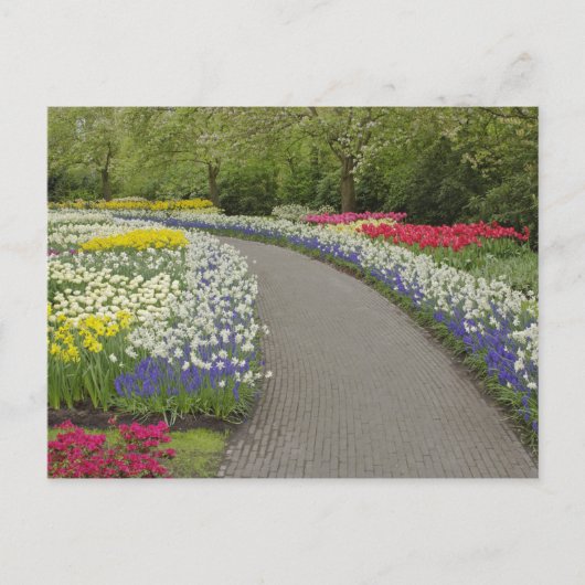 Sidewalk pathway through tulpen and daffodils, 2 briefkaart (Voorkant)