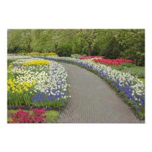 Sidewalk pathway through tulpen and daffodils, 2 foto afdruk