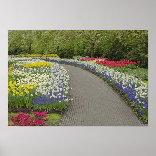 Sidewalk pathway through tulpen and daffodils, 2 poster (Voorkant)
