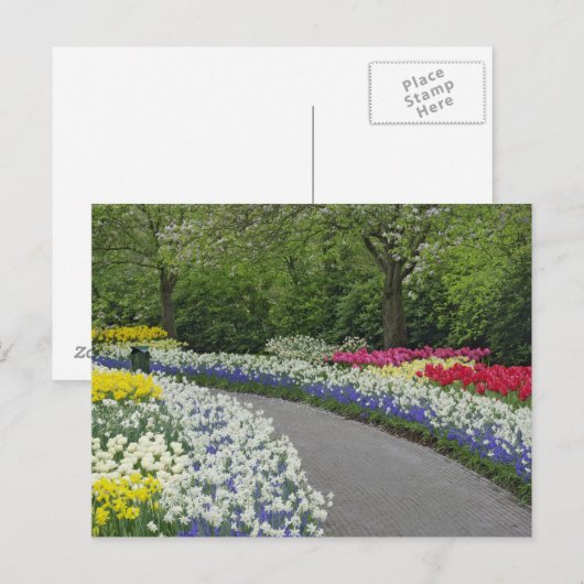 Sidewalk-route door tulpen en daffodils; briefkaart (Voorkant / Achterkant)