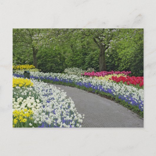 Sidewalk-route door tulpen en daffodils; briefkaart (Voorkant)