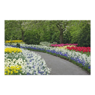 Sidewalk-route door tulpen en daffodils; foto afdruk