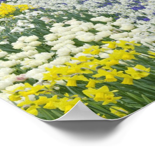 Sidewalk-route door tulpen en daffodils; poster (Hoek)