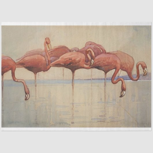 Sidney Long's Flamingo's 1917 Tissuepapier (Voorkant)