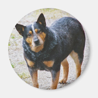 Sidney the Blue Heeler Magneet