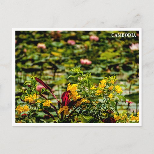 Siem Reap Lotus Field Cambodia Postcard Feestdagenkaart (Voorkant)