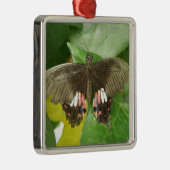 Sieraar met Rode Staartvlinder Metalen Ornament (Rechts)