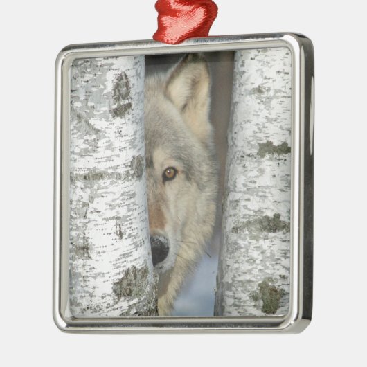 sierbloem met grijze wolf in sommige berkenbomen metalen ornament (Links)