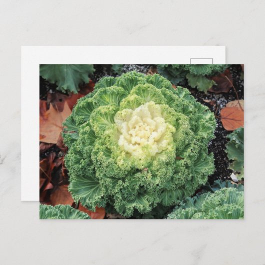 sierboerenkool briefkaart (Voorkant / Achterkant)