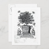 sierboom in een urn op een klein podium (engrav) briefkaart (Voorkant / Achterkant)