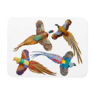 Sierdieren Wild Fazant Birds Premium Magnet Magneet