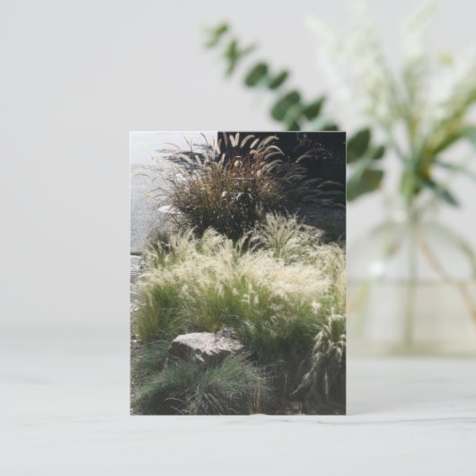 siergrassen briefkaart (Staand voorkant)